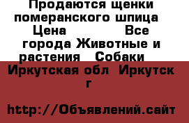 Продаются щенки померанского шпица › Цена ­ 45 000 - Все города Животные и растения » Собаки   . Иркутская обл.,Иркутск г.